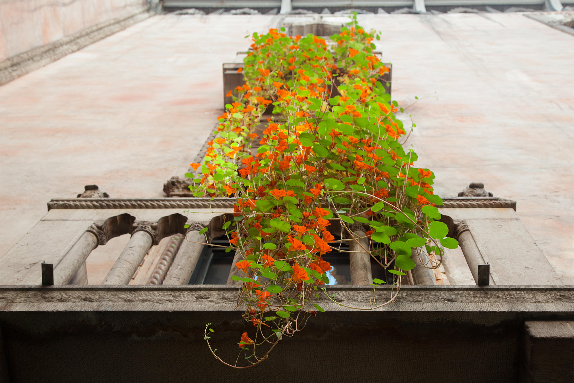 Hanging Nasturtiums courtyard display at the Isabella Stewart Gardner Museum.