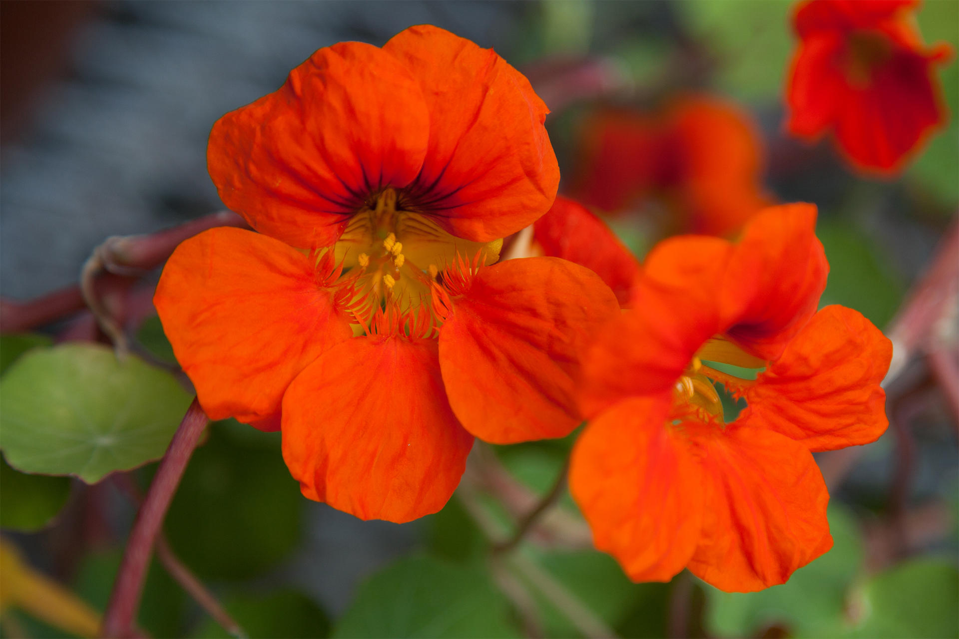 Hanging Nasturtiums courtyard display at the Isabella Stewart Gardner Museum.