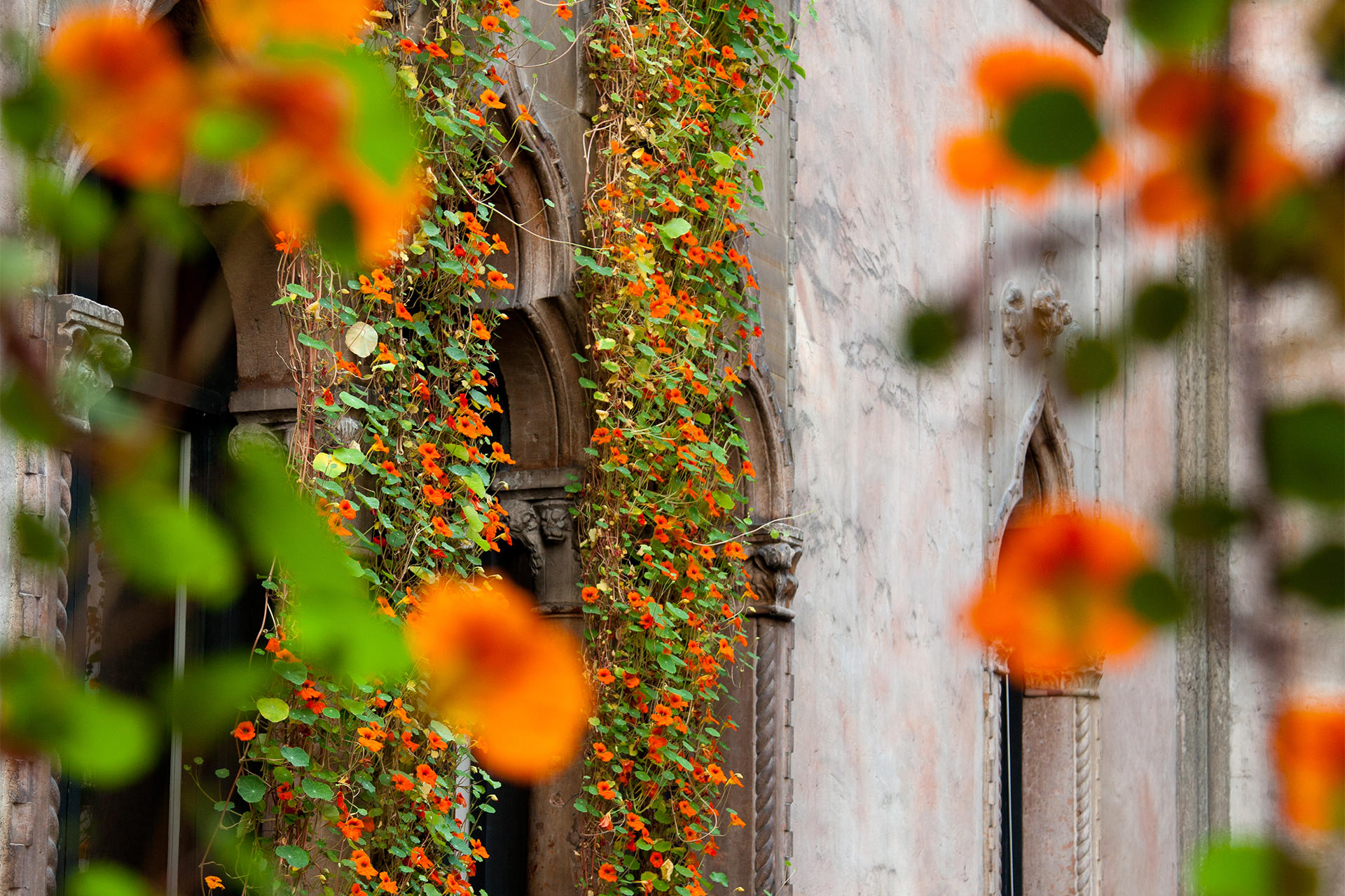 Hanging Nasturtiums courtyard display at the Isabella Stewart Gardner Museum.