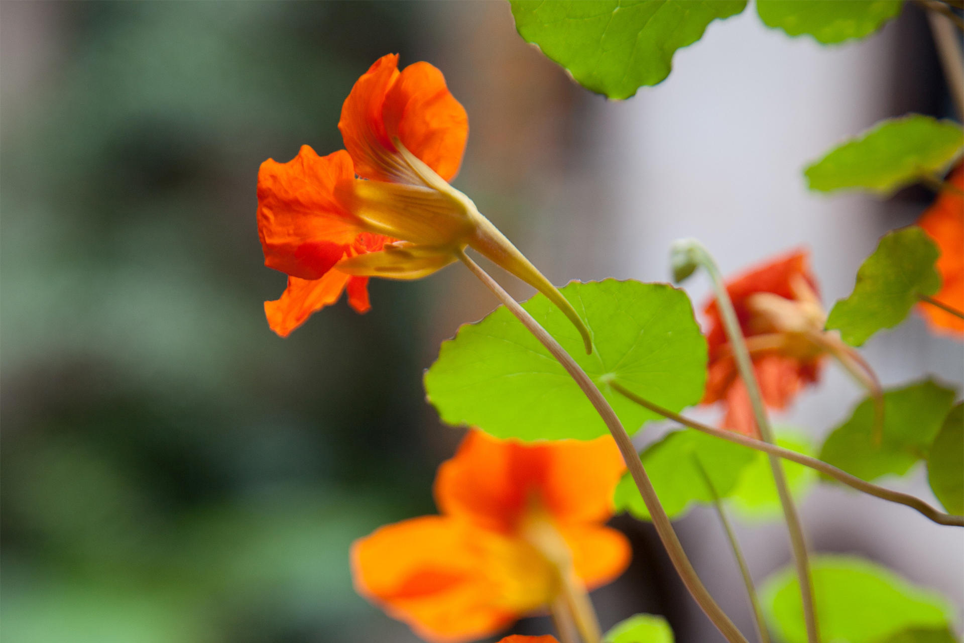 Hanging Nasturtiums courtyard display at the Isabella Stewart Gardner Museum.