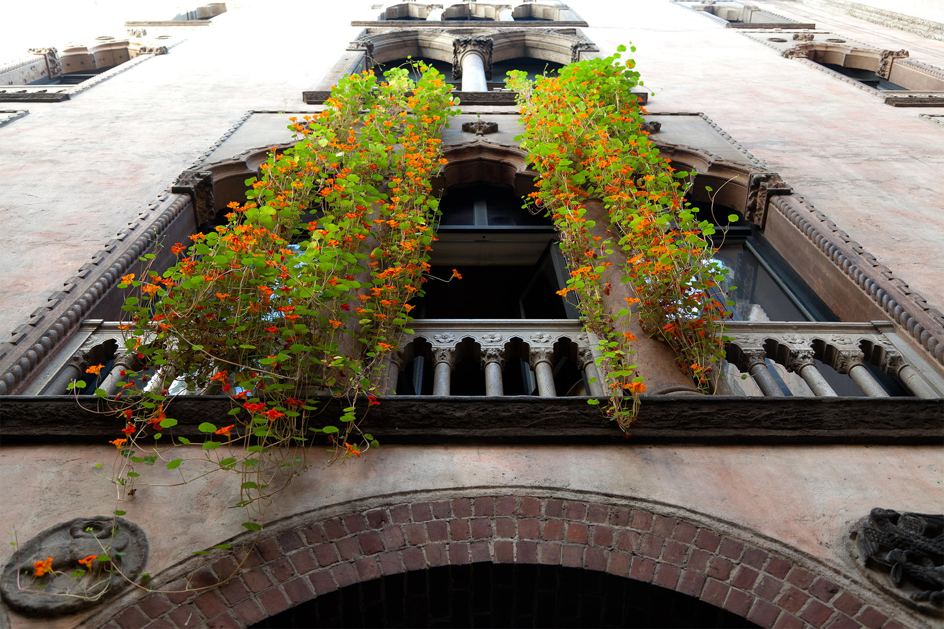 Hanging Nasturtiums courtyard display at the Isabella Stewart Gardner Museum.