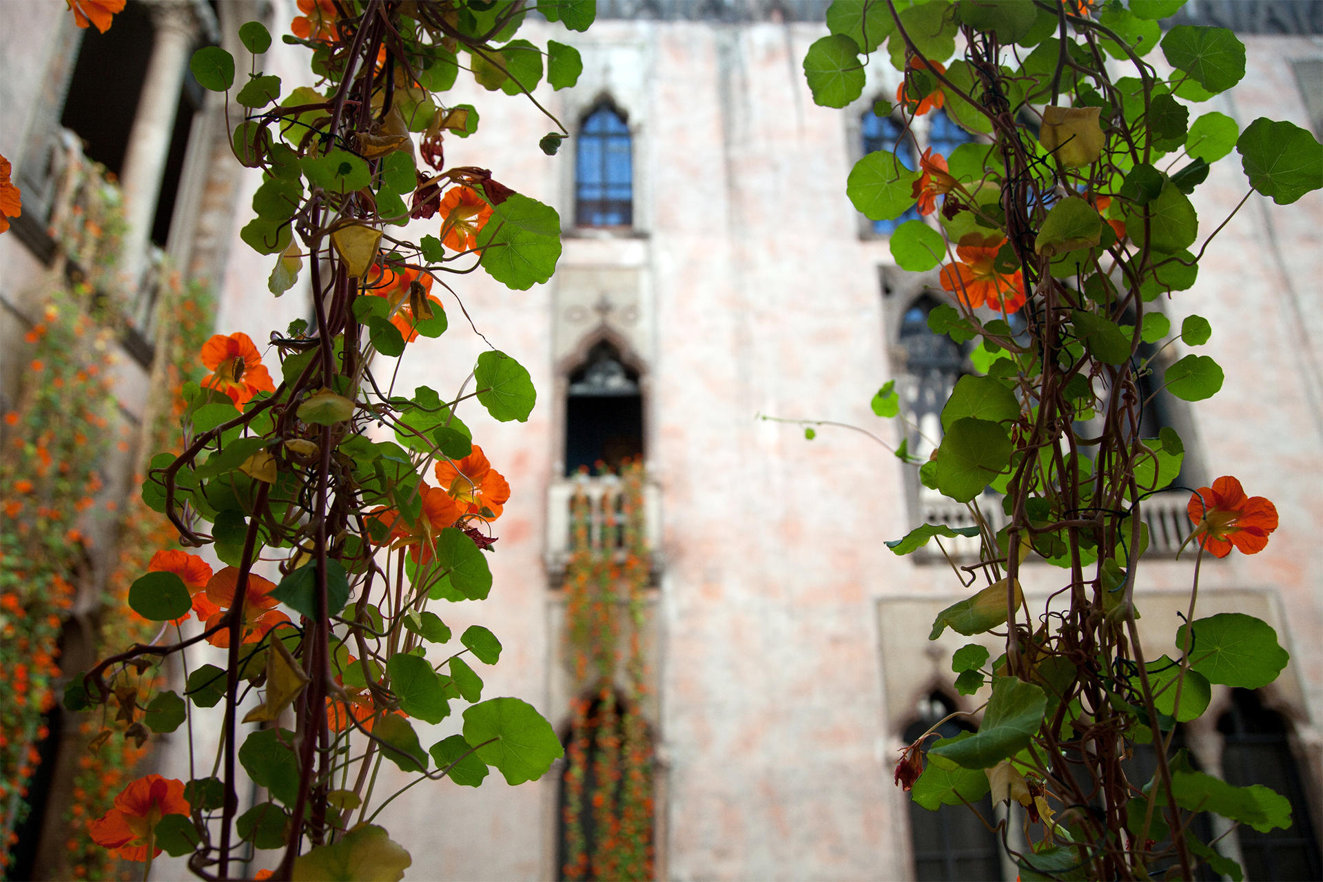 Hanging Nasturtiums courtyard display at the Isabella Stewart Gardner Museum.