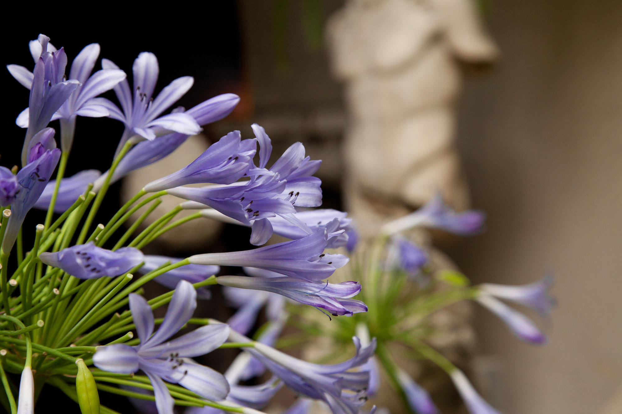 Summer Blues courtyard display at the Isabella Stewart Gardner Museum.