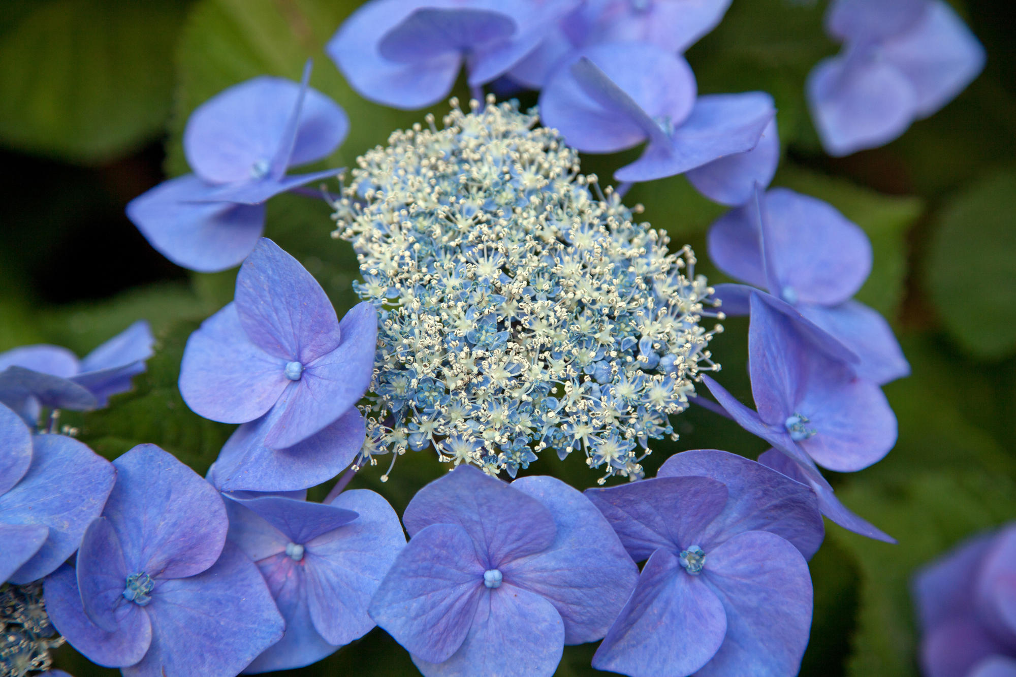 Hydrangeas in the courtyard of the Isabella Stewart Gardner Museum.