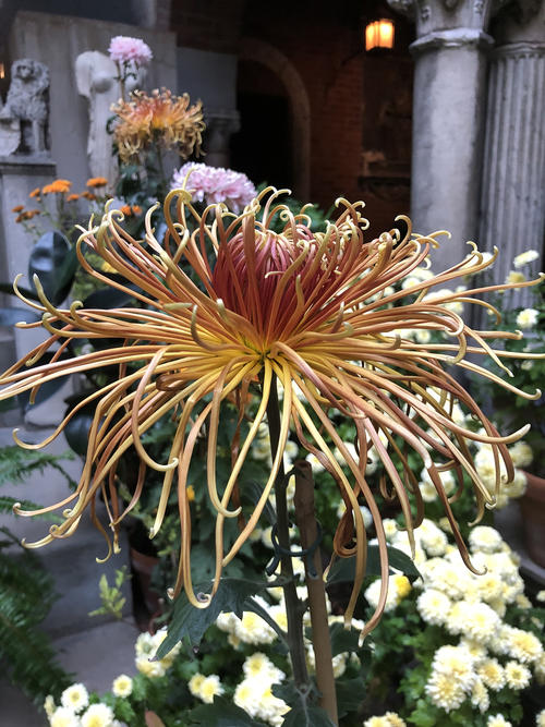 A close up of a flower with line line petals.